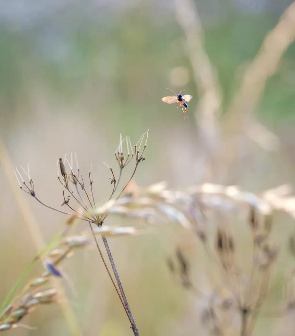 Hovering Over Seed Heads