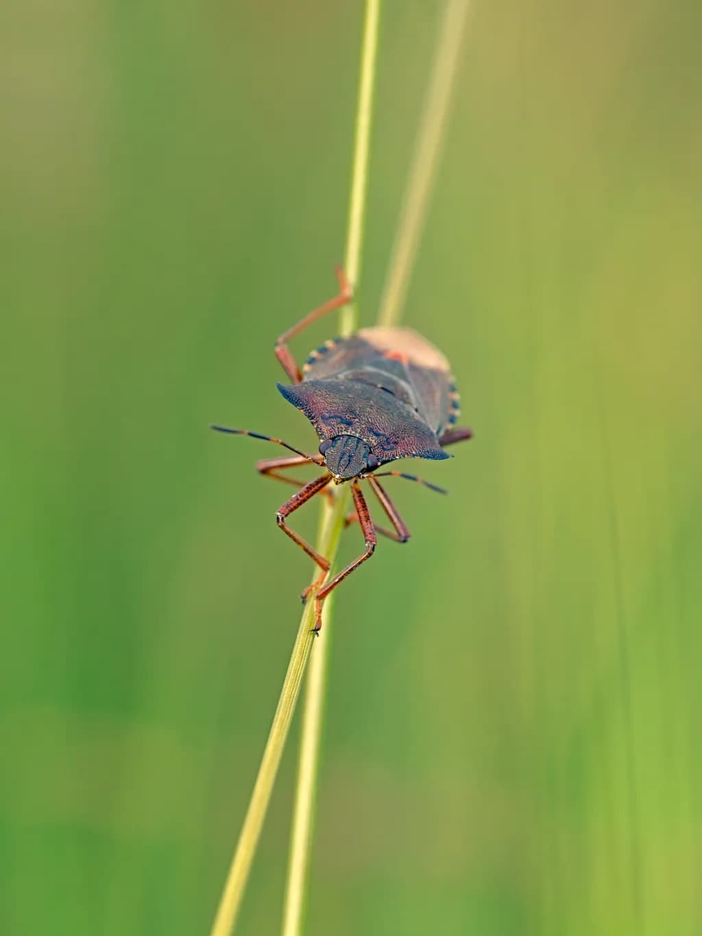 Shield Bug on Grass