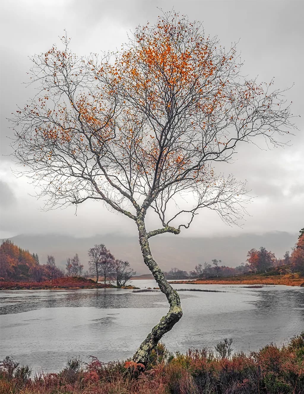 Autumn Tree Over Lake