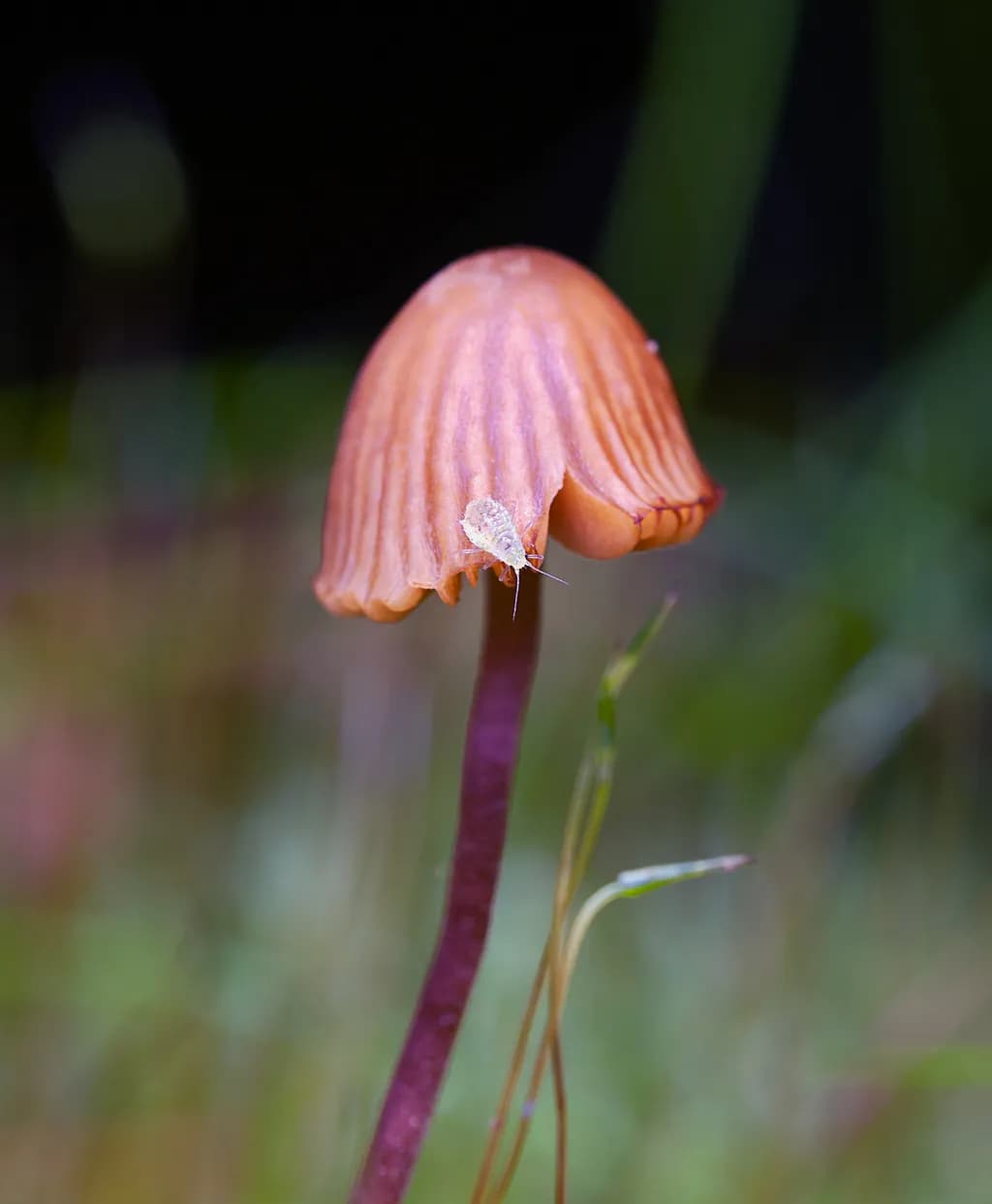 Orange Mushroom Visitor