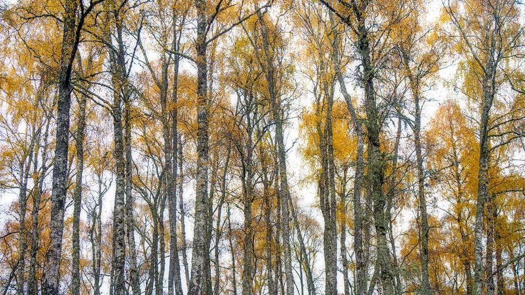 Autumn Birch Grove