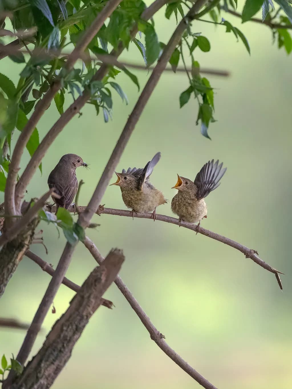 Evening Chorus
