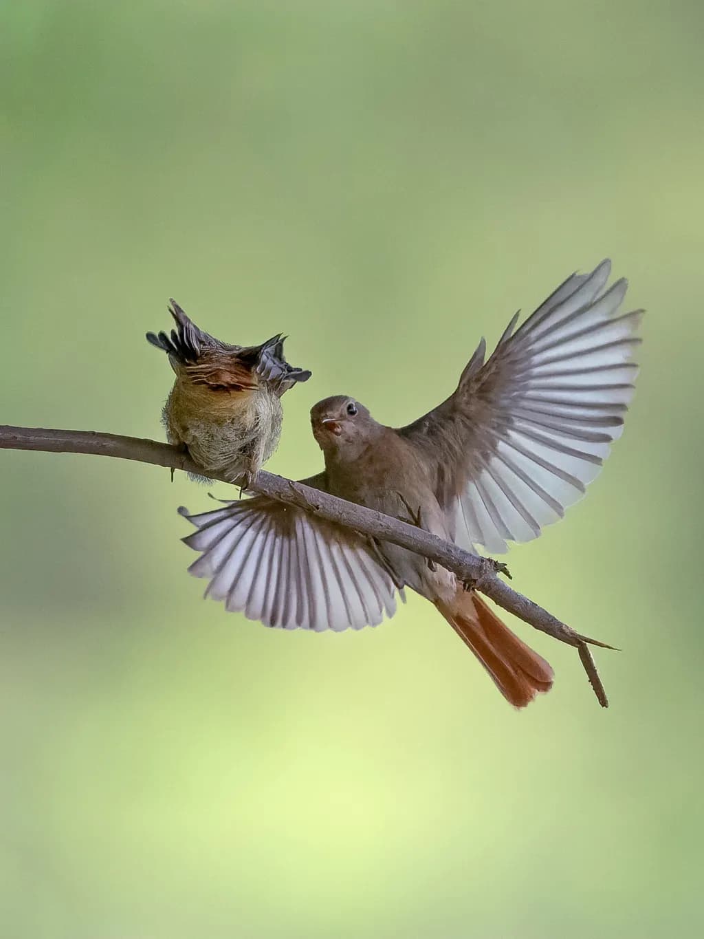 Morning Dance