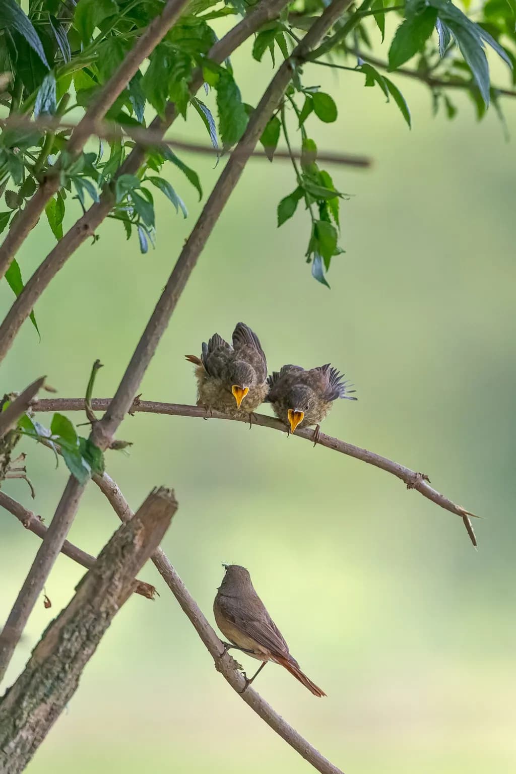 Morning Calls