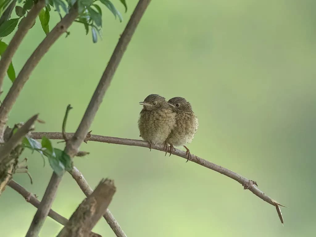Tender Perch