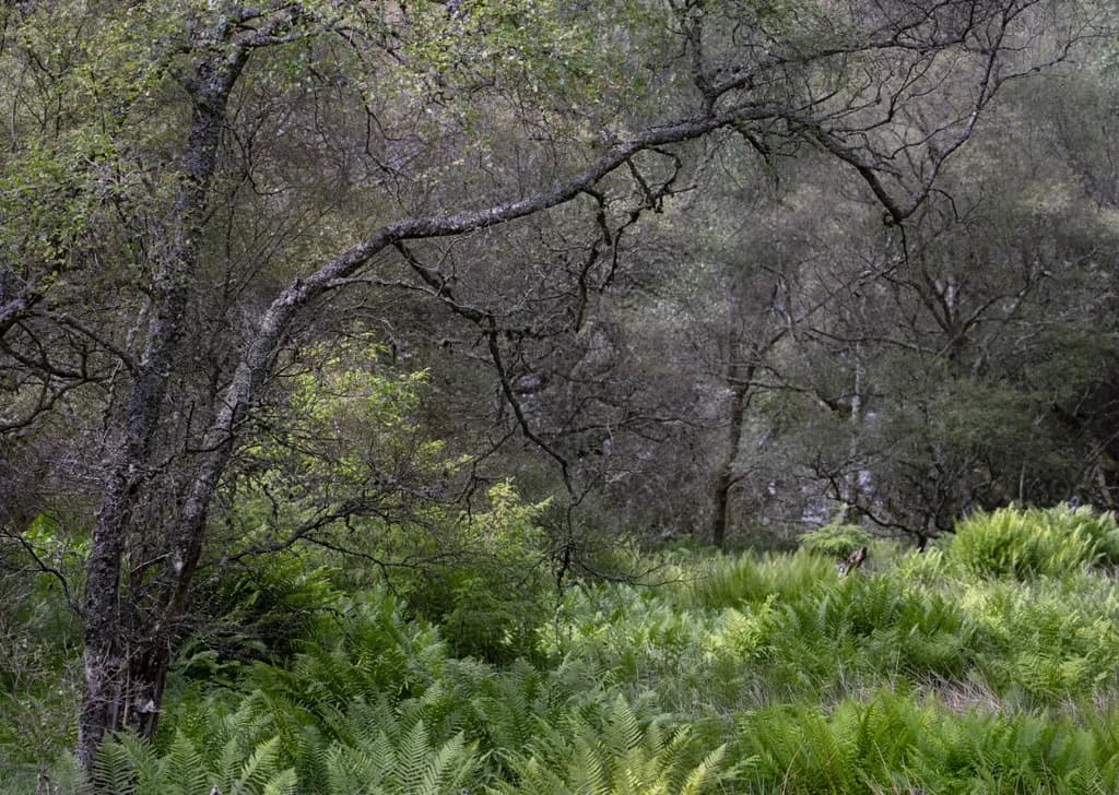 Spring Ferns Quietude