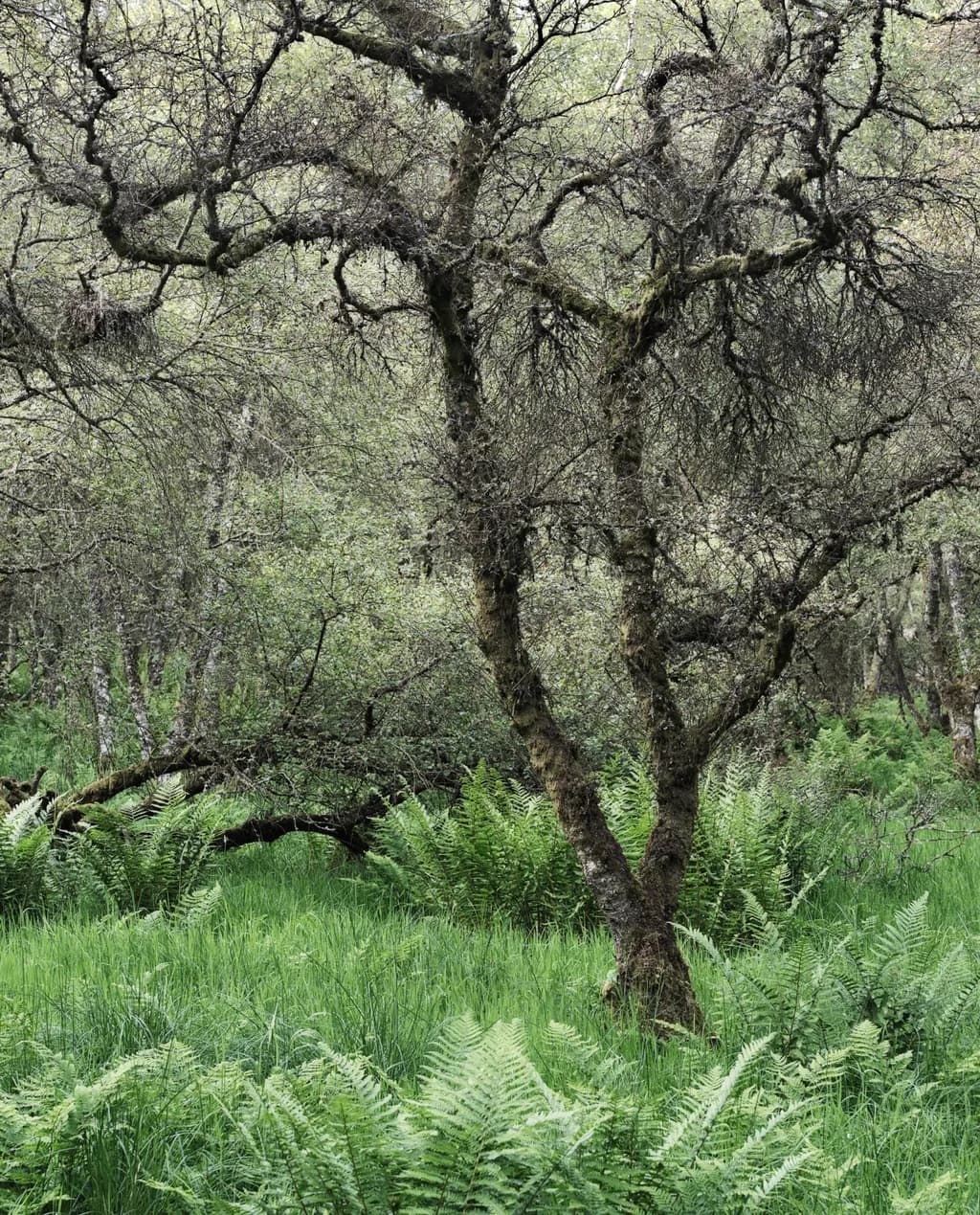 Mossed Woodland Quietude