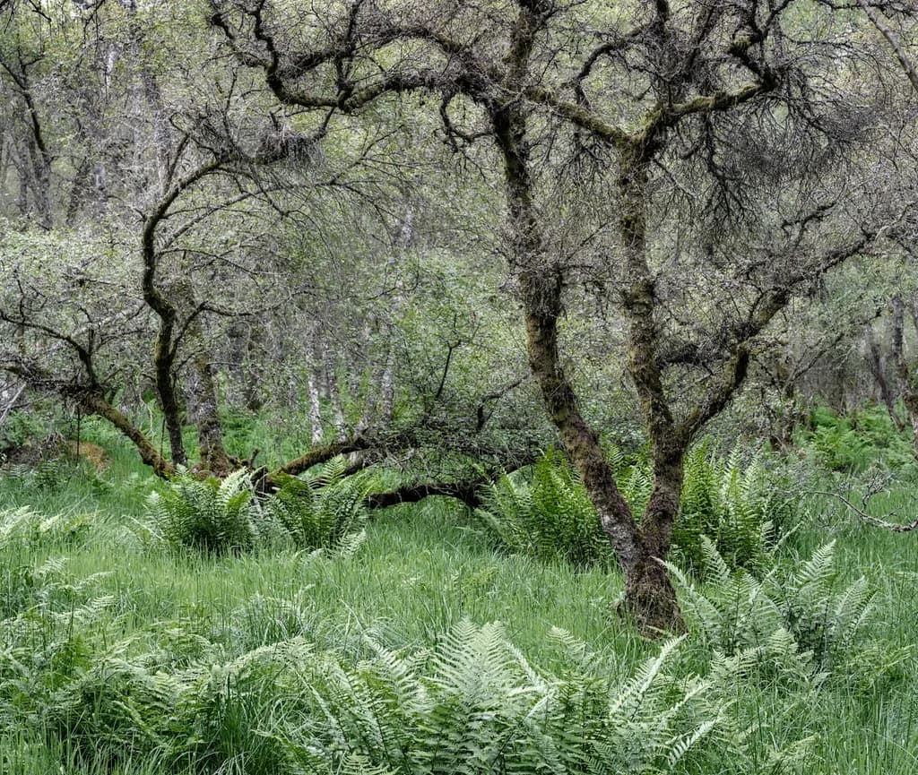 Mossy Grove