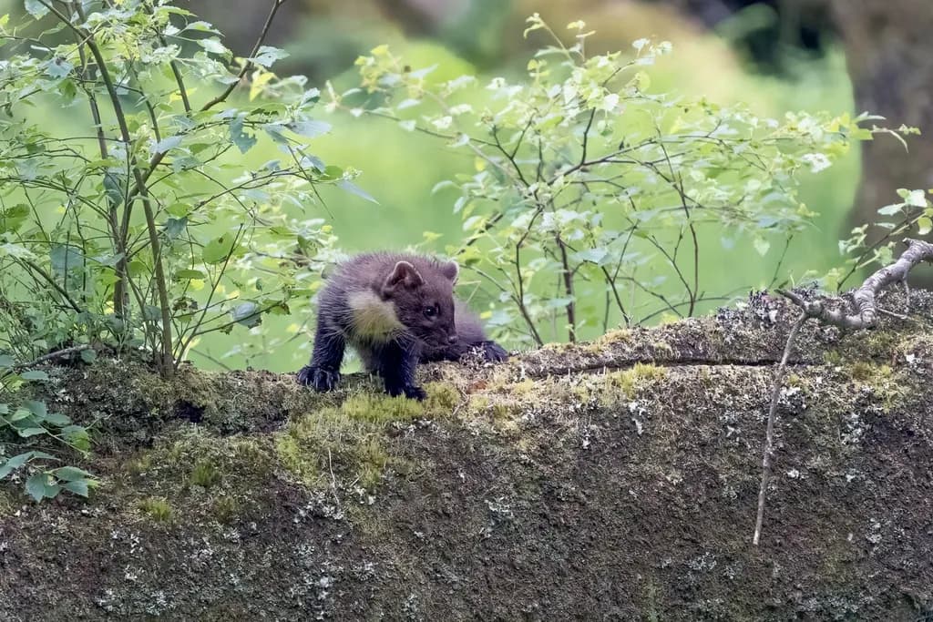 Marten in Mossy Quiet