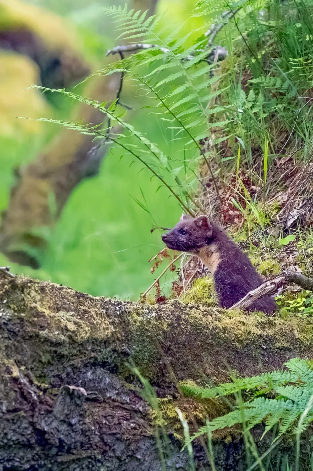 Marten in Moss