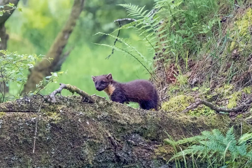 Marten's Quiet Watch