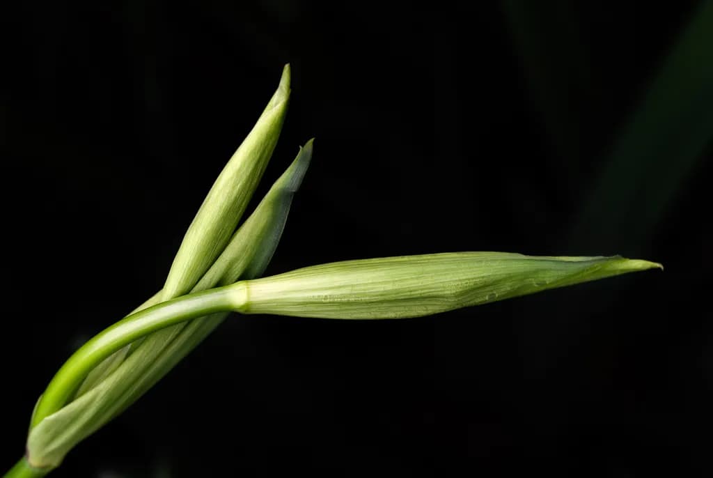 Unfolding Promise