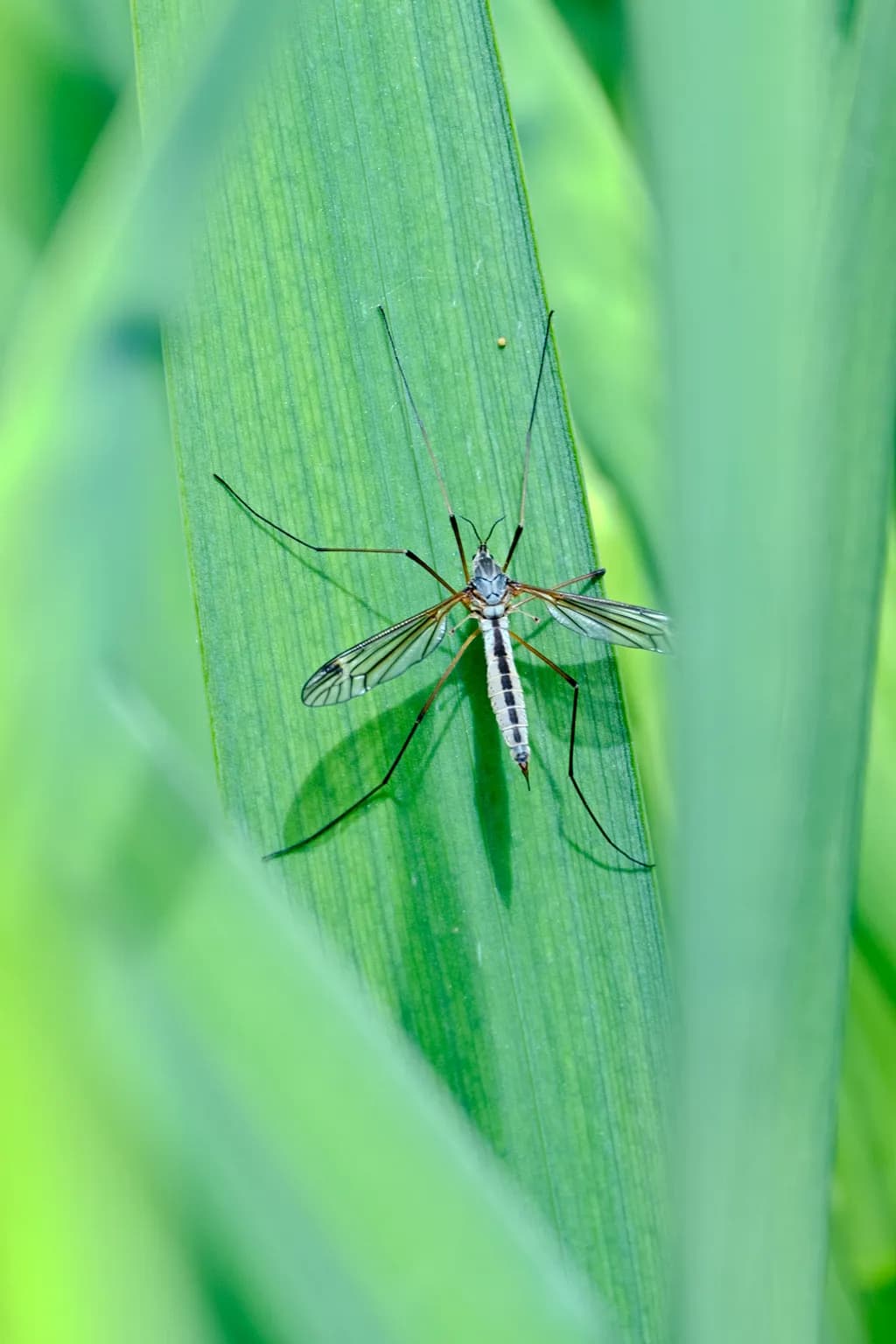 Crane Fly Stillness