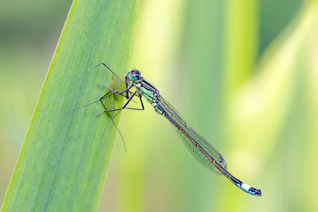 Gentle Capture