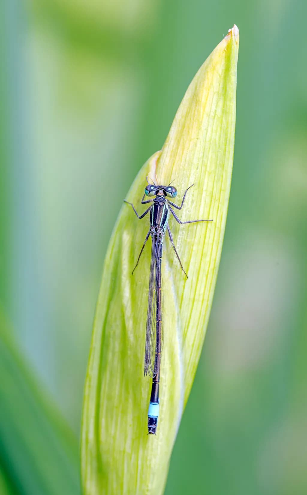Blue-Tipped Perch