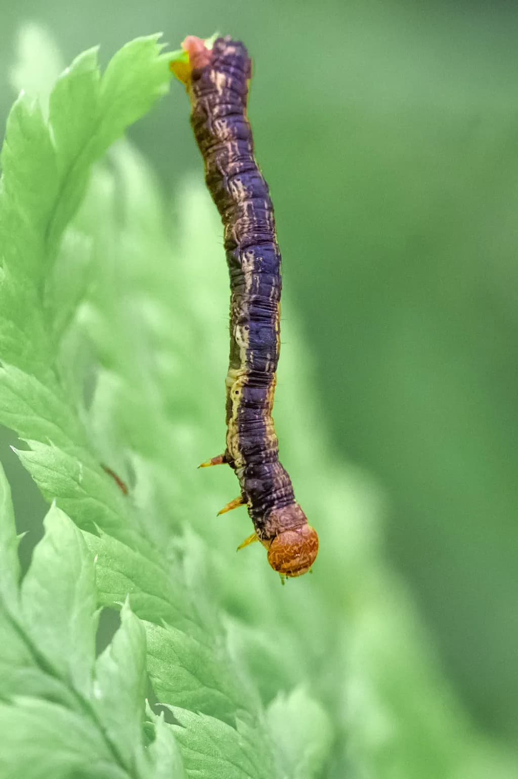 Caterpillar's Pause