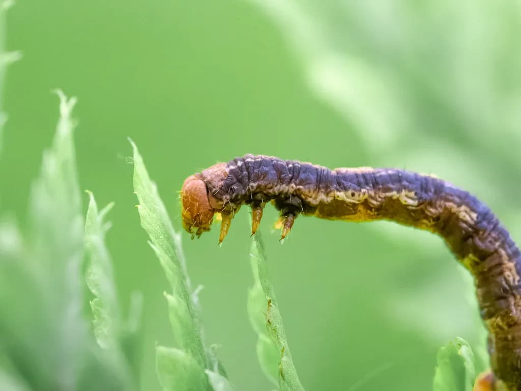 Leafwalker