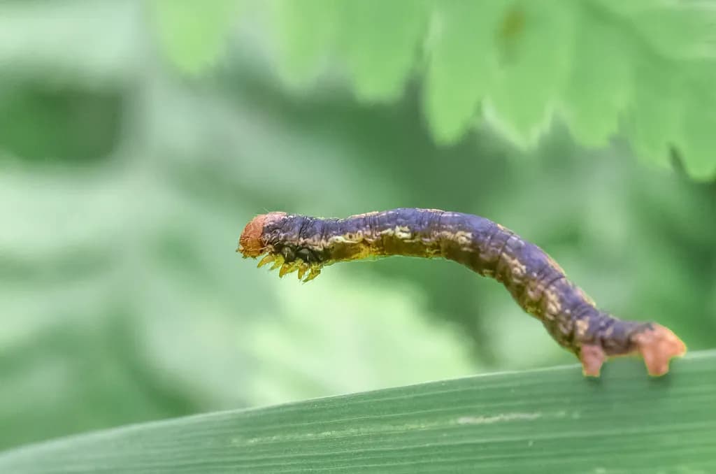 Caterpillar Pause