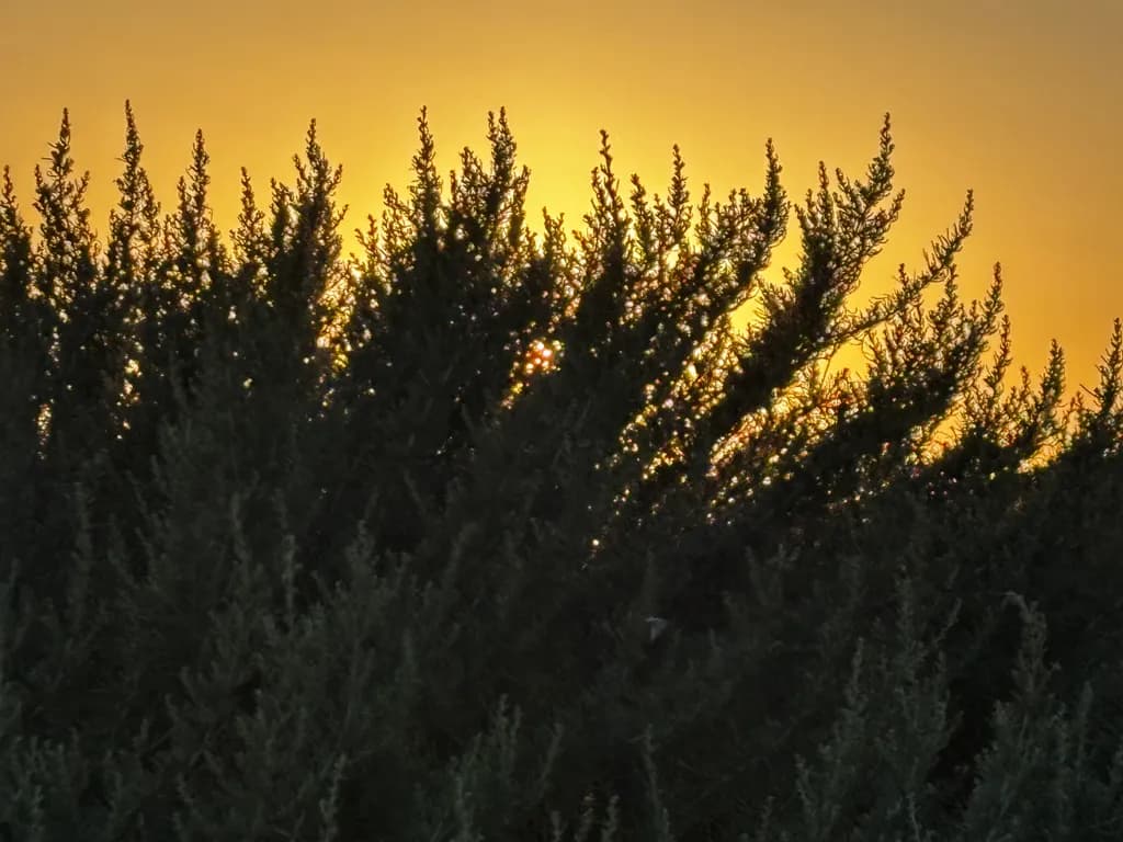 Sunset Through Sagebrush