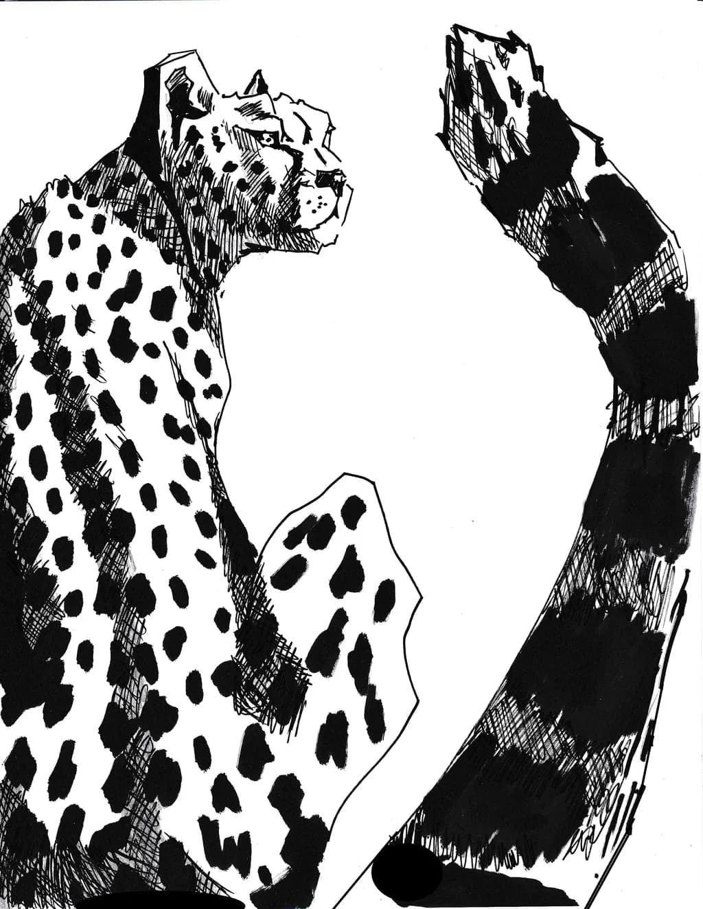 Whispers of the Wild: A Bold Leopard's Gaze in Ink and Shadow