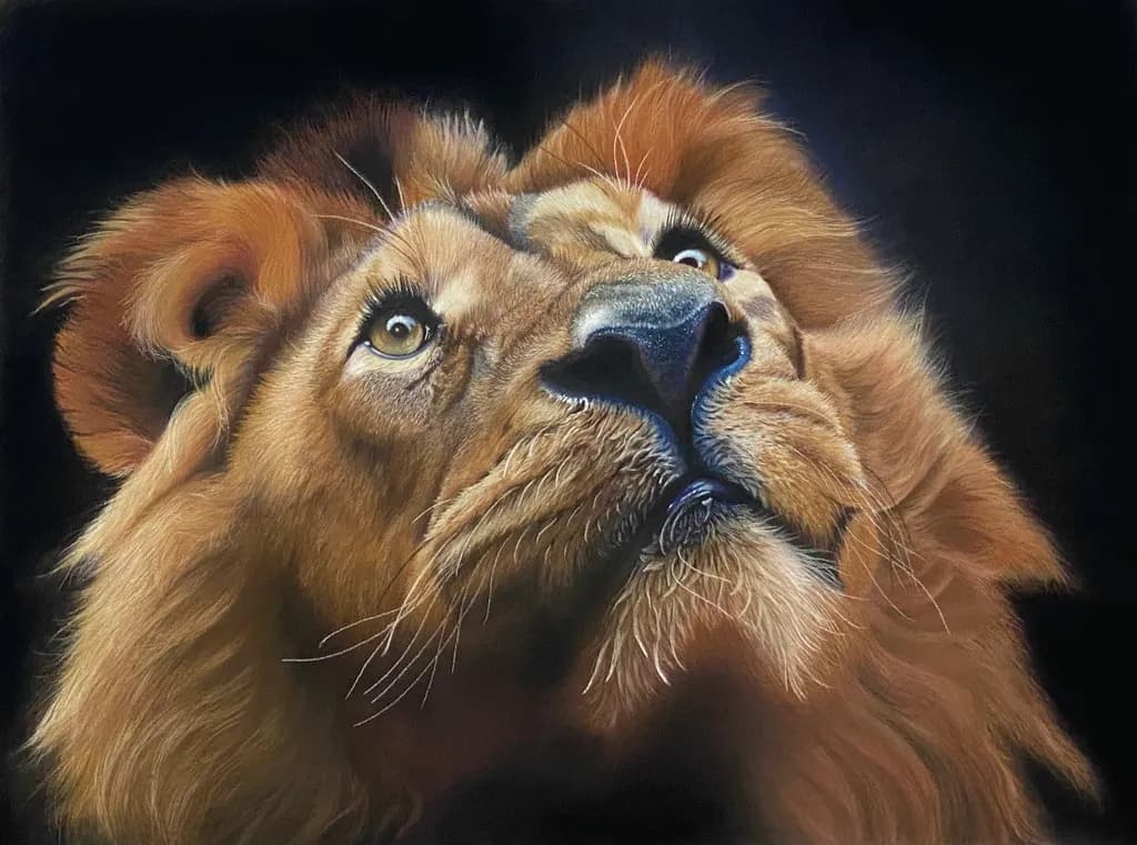 Young Lion Gaze