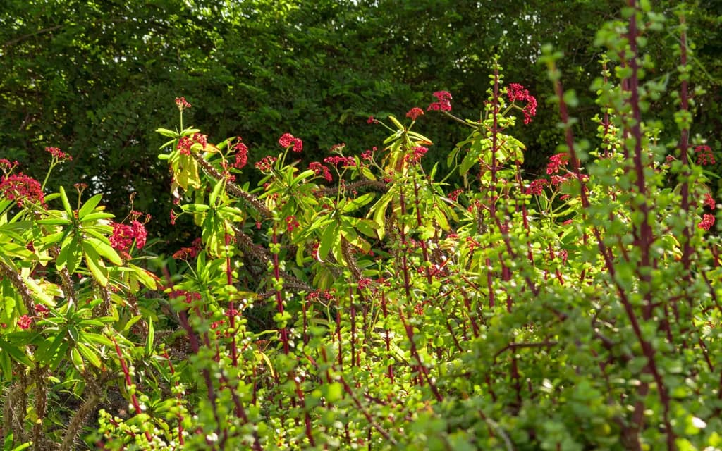 Sunlit Thicket