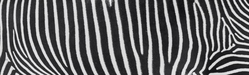 Zebra Stripes