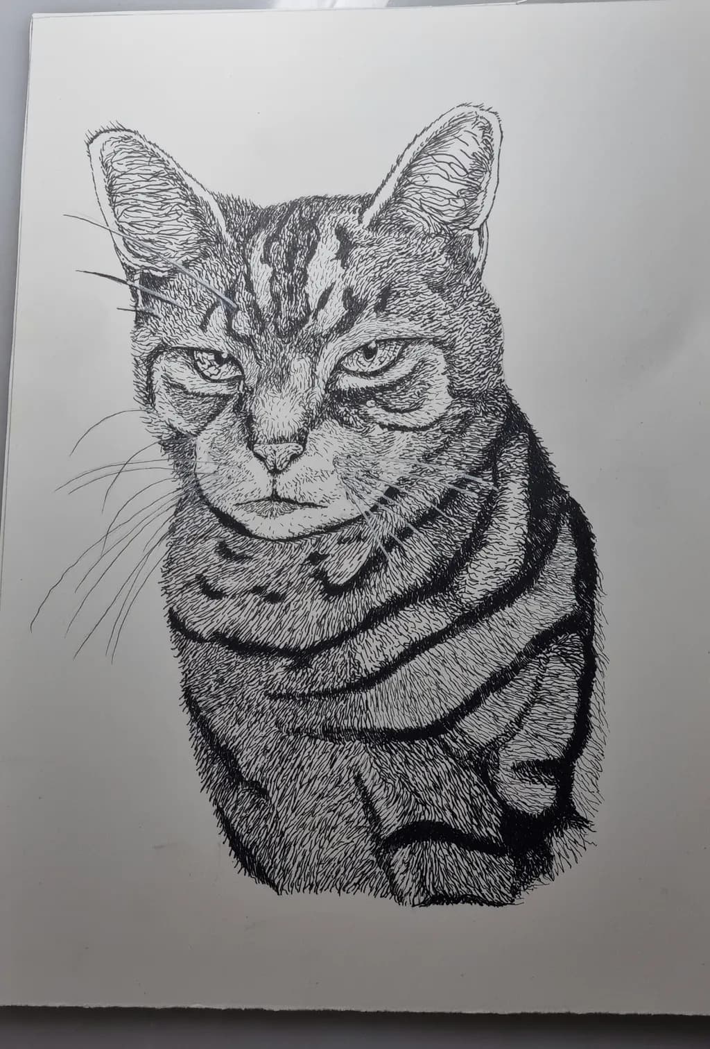 Whiskered Majesty: A Detailed Black and White Cat Sketch Capturing Feline Elegance