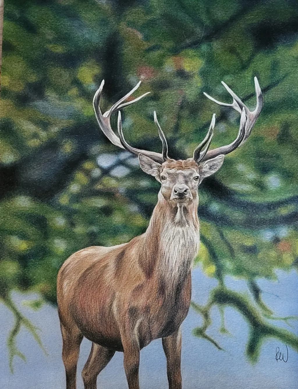Majestic Stag: A Journey Through Nature's Palette in Colored Pencil Art