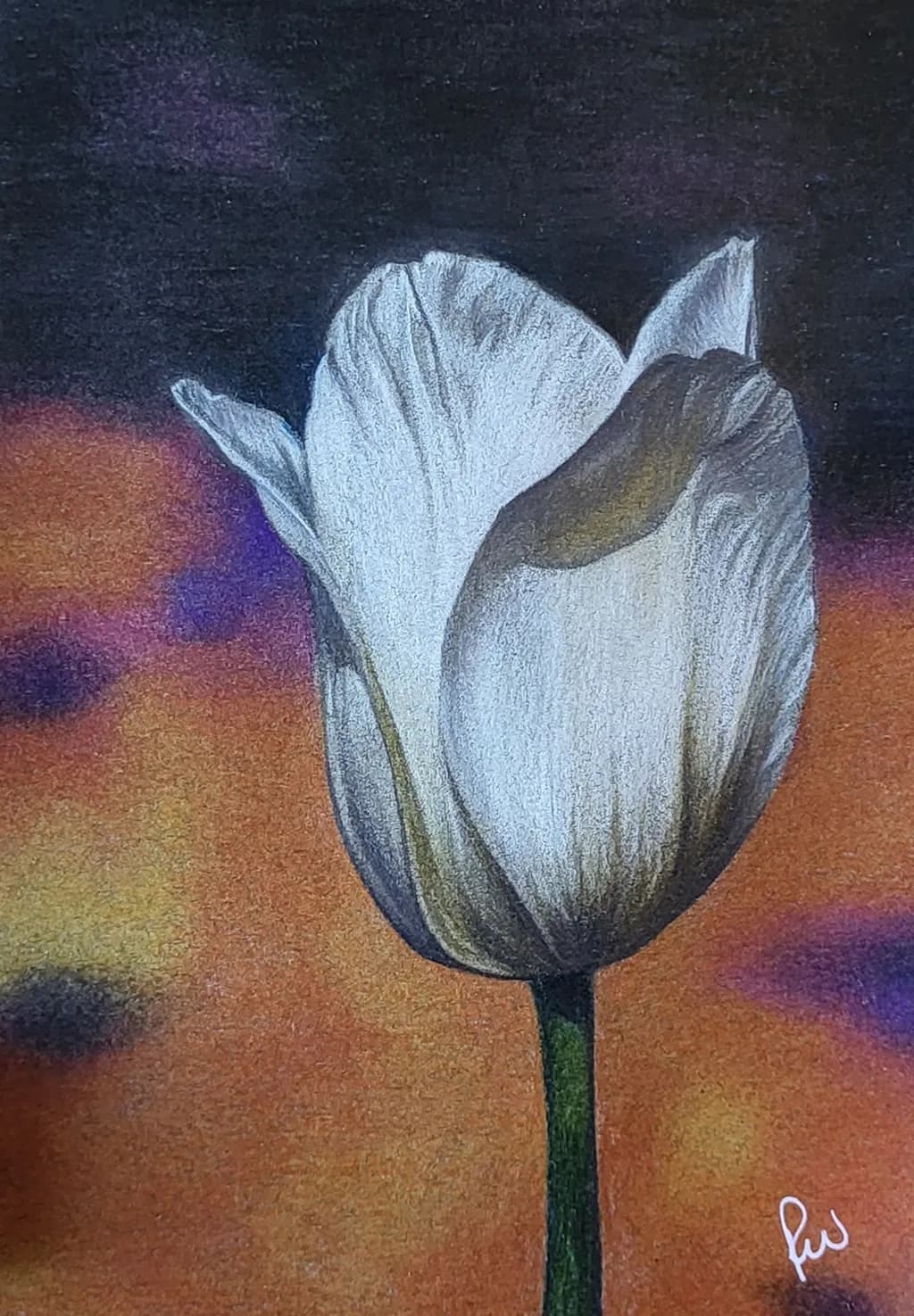 Autumn Tulip