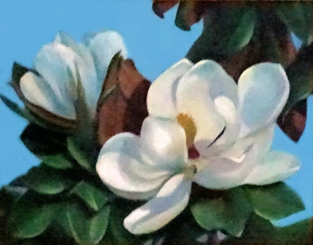 Magnolia Bloom
