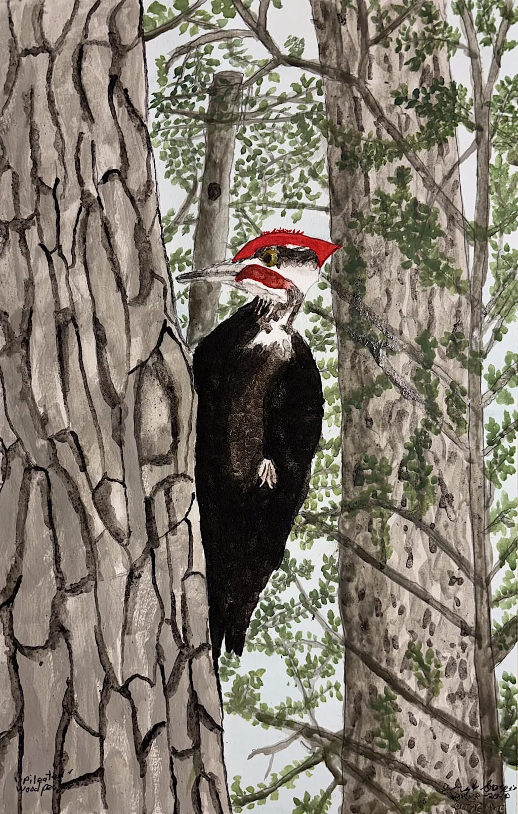 Pileated Woodpecker