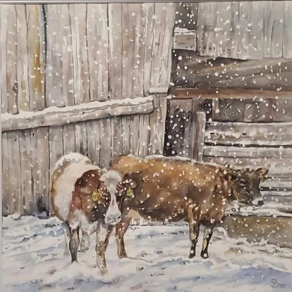 Cows in Snow
