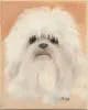 Fluffy Companion