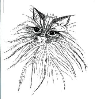 Feline Whiskers