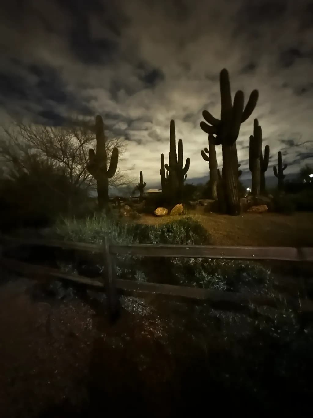 Cacti Still Standing
