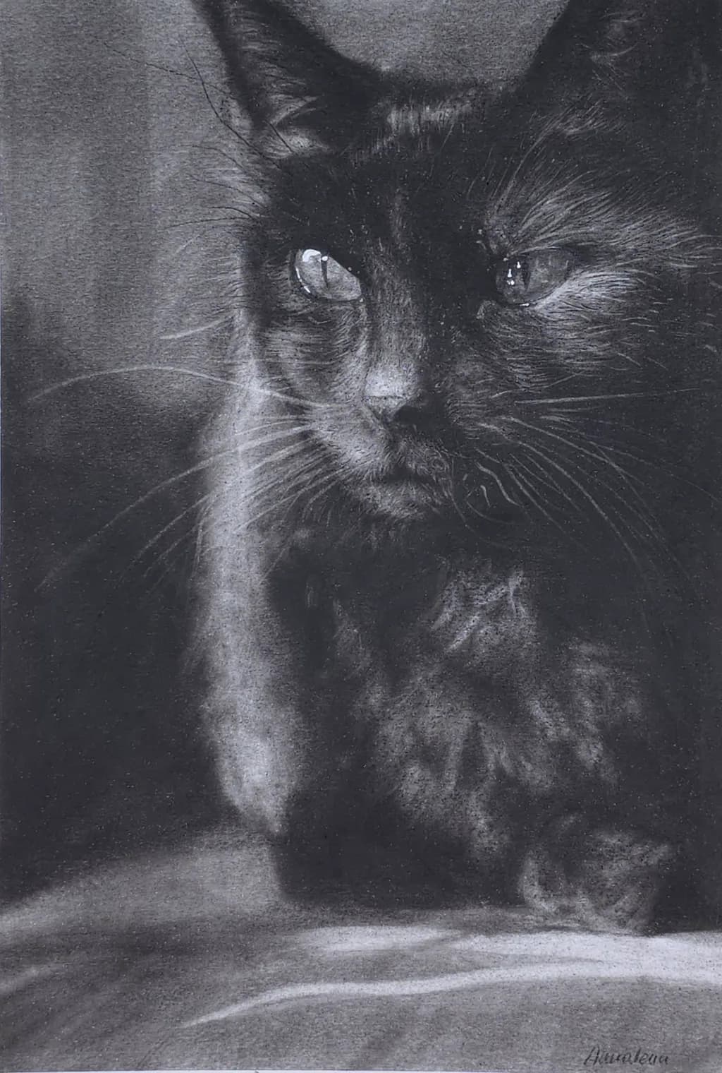 Whispers of Shadow: A Captivating Portrait of a Feline Soul
