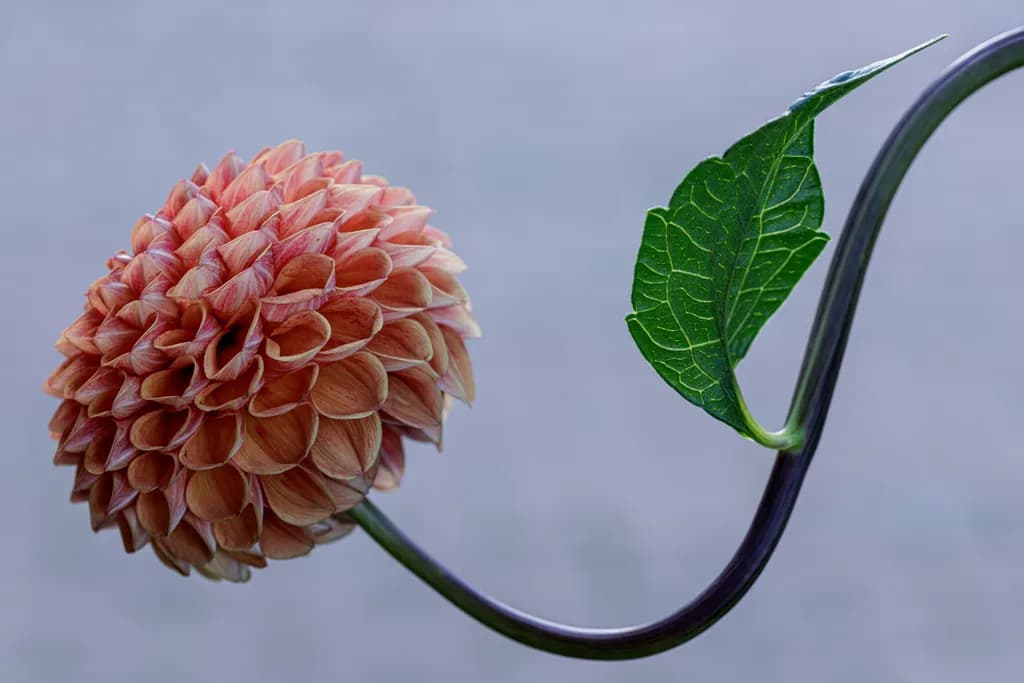 From Stem to Petal