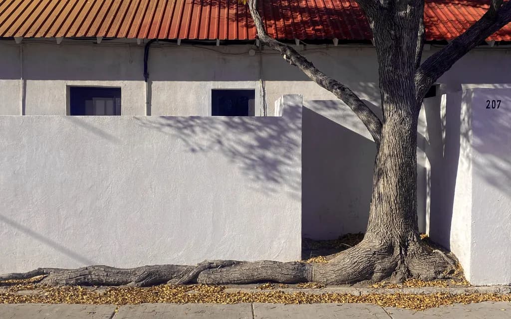 Rooted in Place