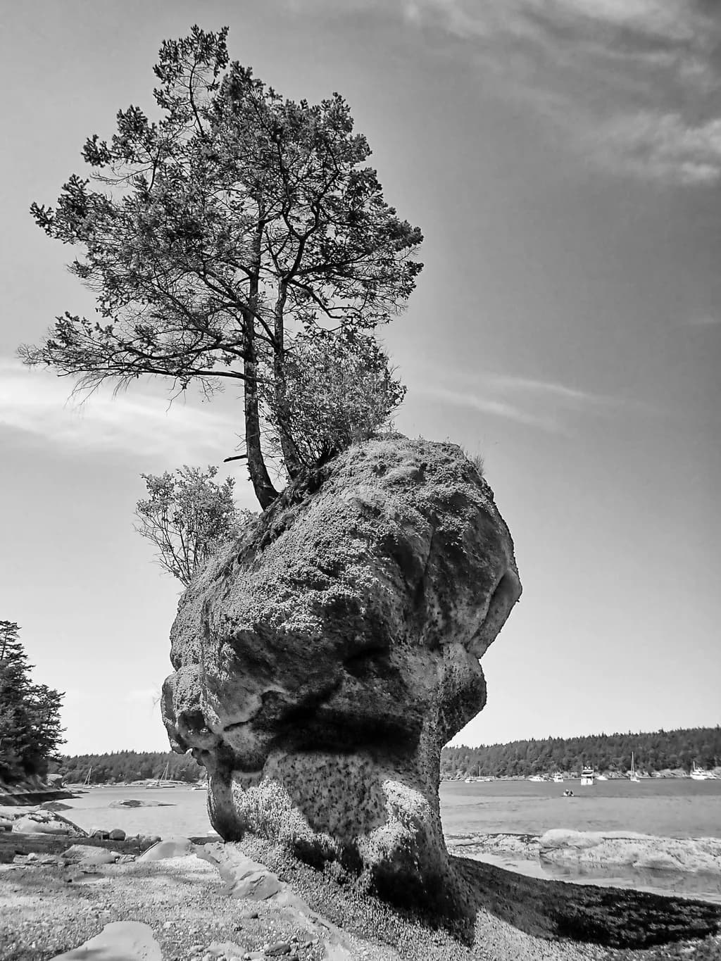 "Whispers of Nature: A Monochrome Journey Through Rock and Tree"