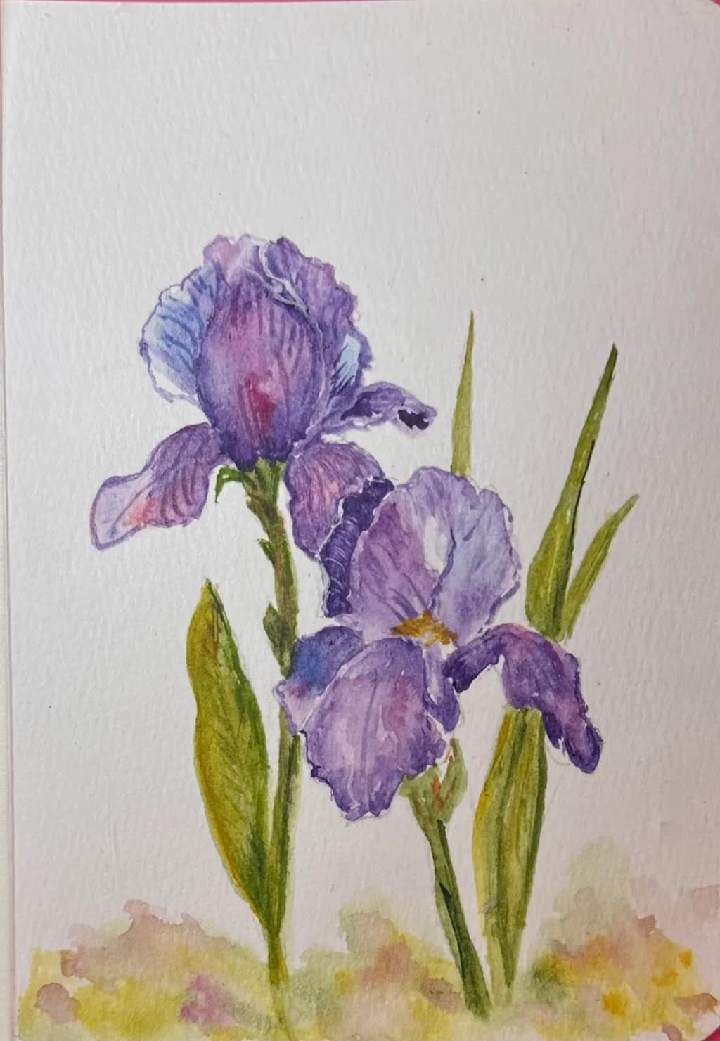 Purple Iris Bloom