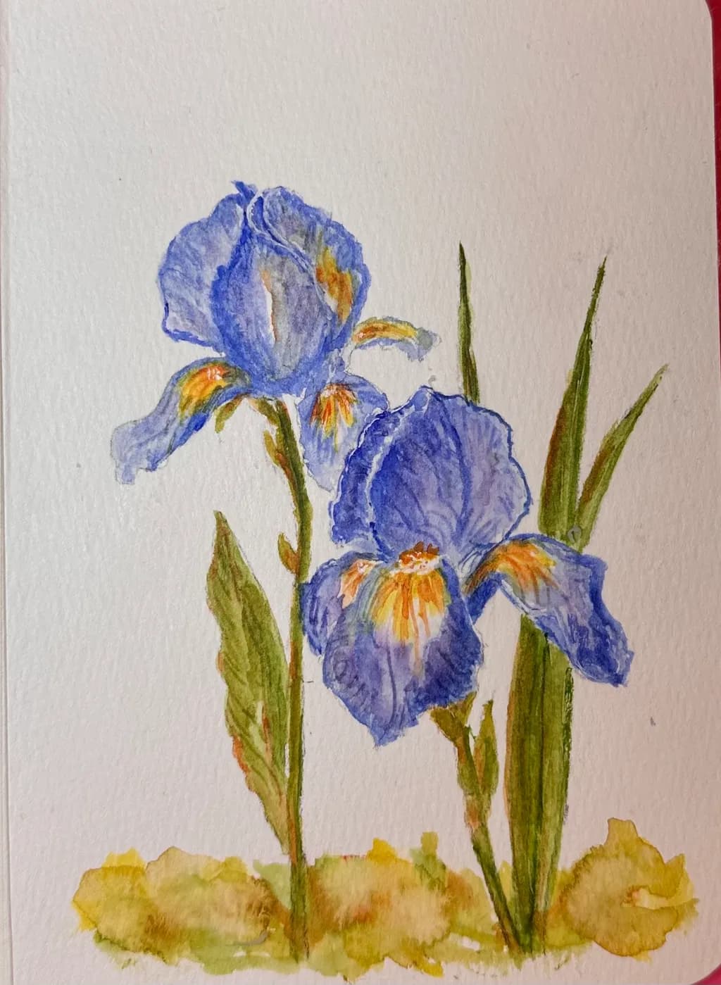 Blue Iris Bloom