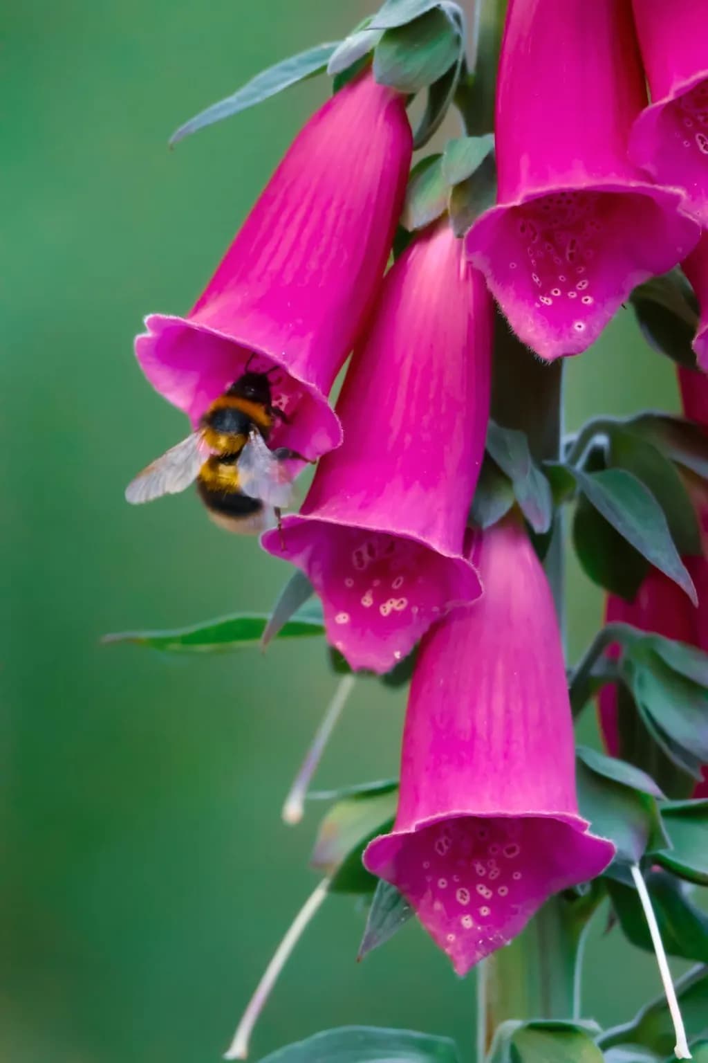 Foxglove Visitor