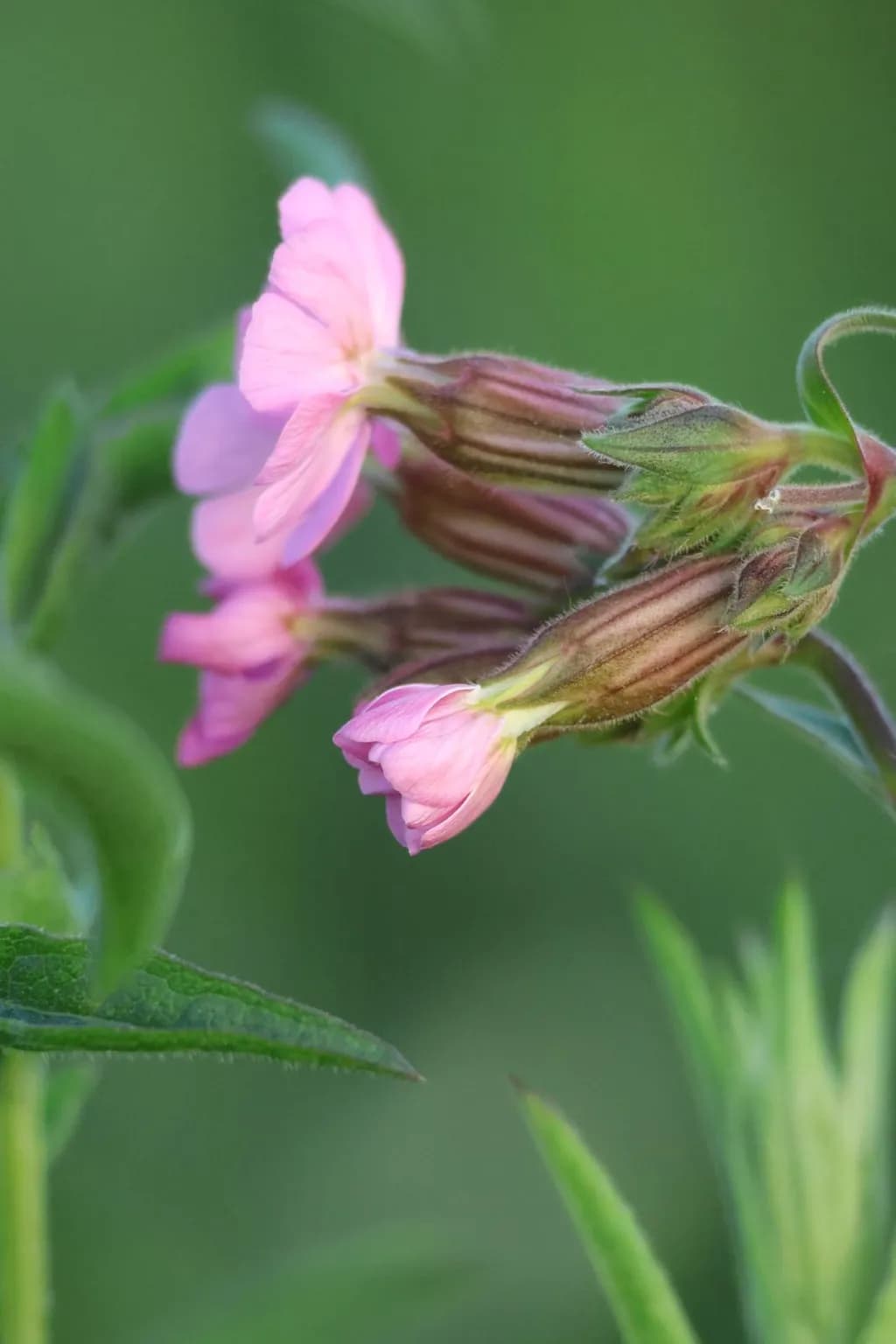 Tender Bloom
