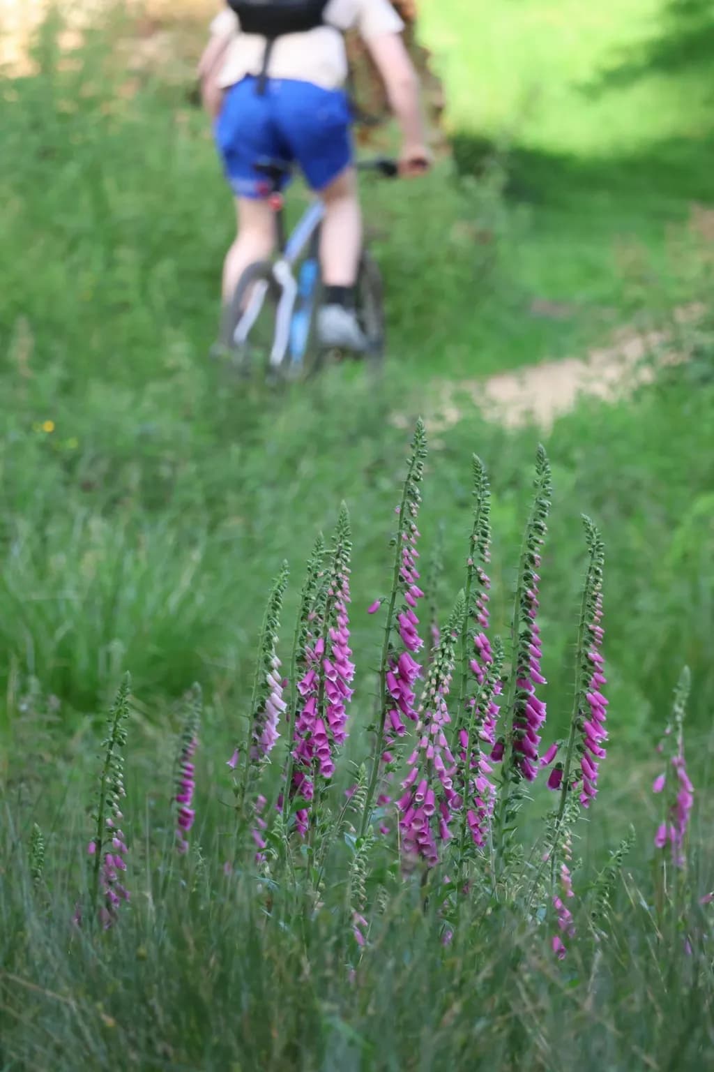 Foxglove Trail