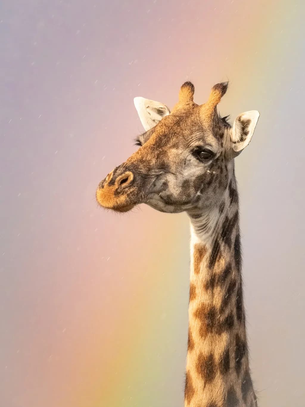 Giraffe in a Rainbow