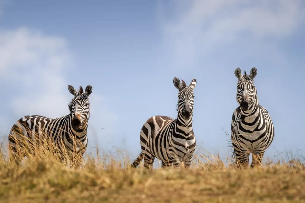 Zebras on a Hill