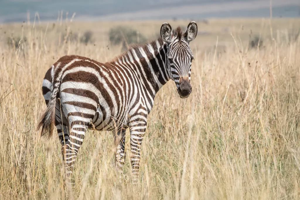 Shy Zebra