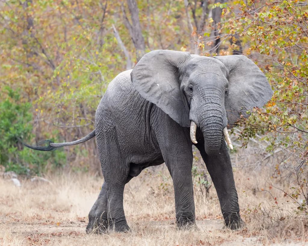 Charging Elephant