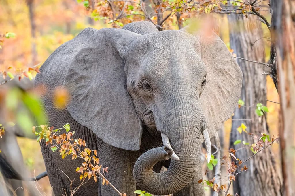 Forest Elephant